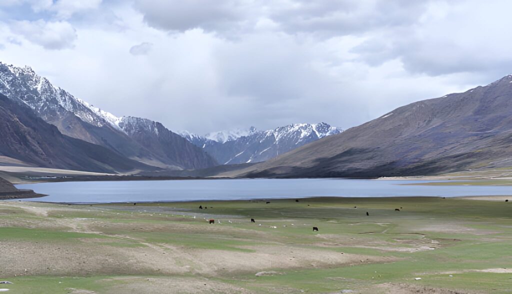 Ladakh flora and fauna