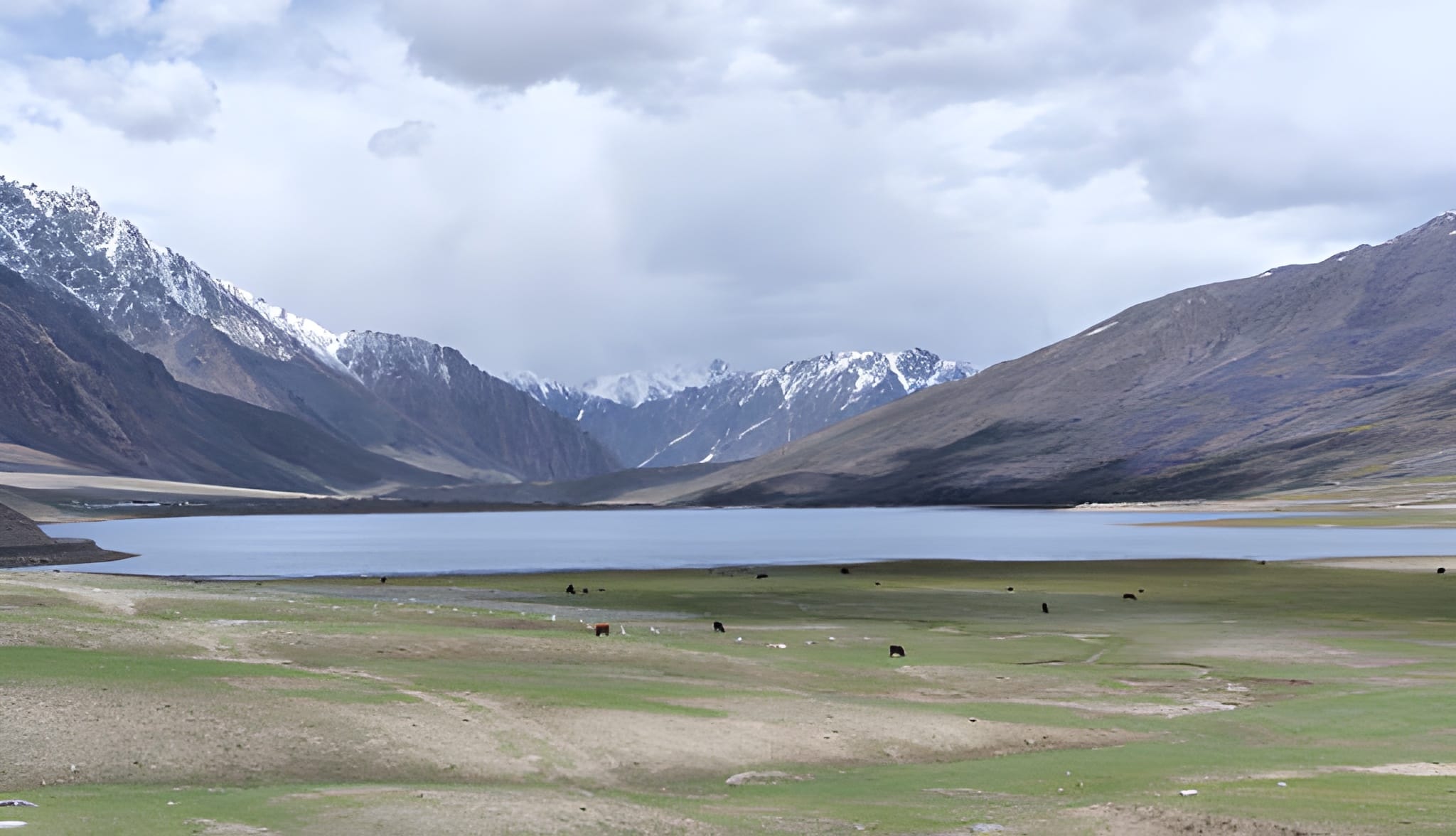 Ladakh flora and fauna