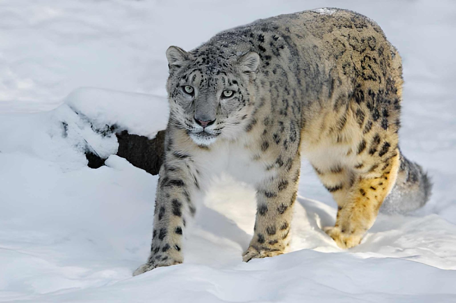 Snow Leopard in Ladakh